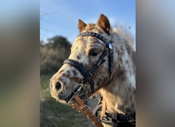 Mini Shetland Pony, Hengst, 9 Jahre, 83 cm, Tigerschecke