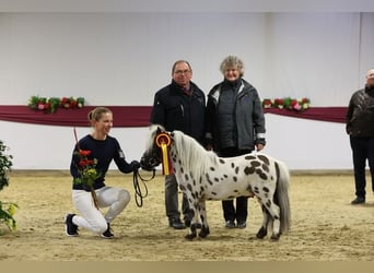 Mini Shetland Pony, Hengst, 4 Jahre, 76 cm, Tigerschecke