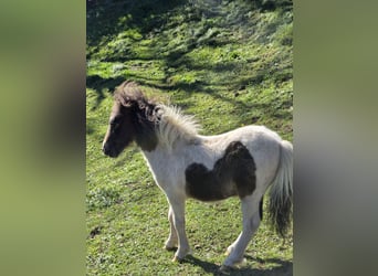 Mini Shetland Pony, Hengst, Veulen (06/2026), 80 cm