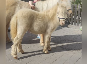 Mini Shetland Pony, Hengst, Veulen (06/2026), 85 cm, Perlino