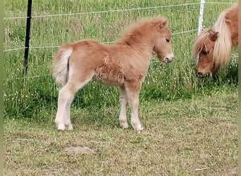 Mini Shetland Pony, Hengst, Veulen (04/2025)