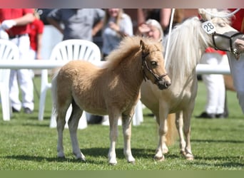 Mini Shetland Pony, Hengst, Veulen (04/2025)