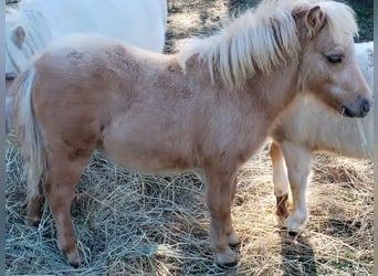 Mini Shetland Pony, Hengst, Veulen (04/2025)