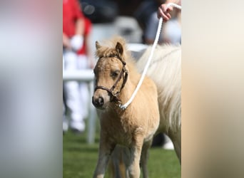 Mini Shetland Pony, Hengst, Veulen (04/2025)