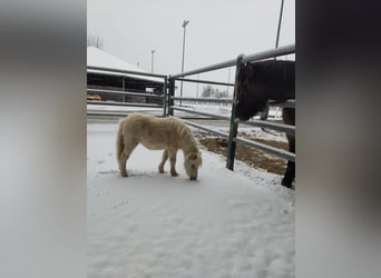 Mini Shetland Pony, Hengst, veulen (03/2023)