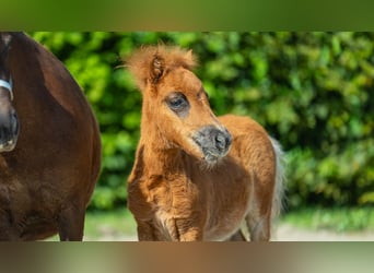 Mini Shetland Pony, Hengst, veulen (01/2024), Vos