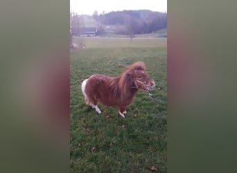Mini Shetland Pony, Mare, 10 years, 7.1 hh, Chestnut-Red