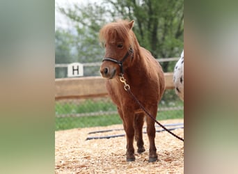 Mini Shetland Pony, Stute, 10 Jahre, 8 hh