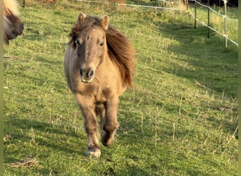 Mini Shetland Pony, Mare, 10 years, 8,1 hh, Champagne