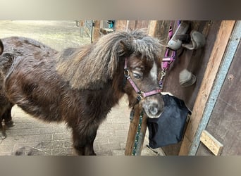 Mini Shetland Pony, Mare, 10 years, 8,2 hh, Chestnut