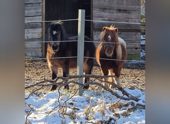 Mini Shetland Pony, Mare, 10 years, 8,3 hh, Brown