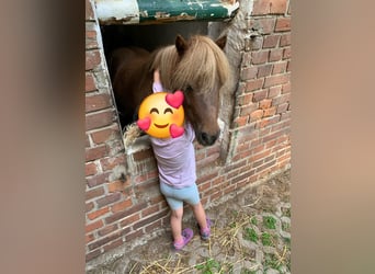 Mini Shetland Pony, Mare, 10 years, Chestnut-Red