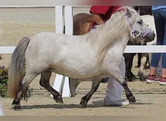 Mini Shetland Pony, Mare, 11 years, 7,3 hh, Gray