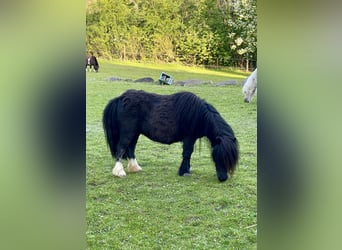 Mini Shetland Pony, Mare, 11 years, 8 hh, Pinto