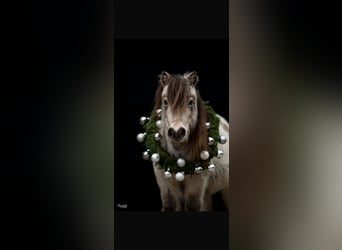 Mini Shetland Pony, Mare, 11 years, 8,1 hh, Buckskin