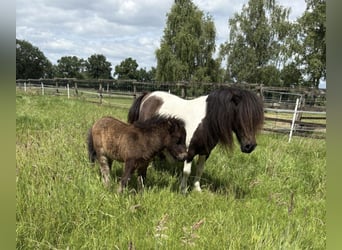Mini Shetland Pony, Mare, 11 years