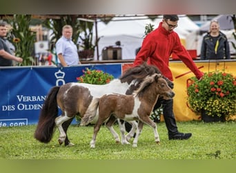 Mini Shetland Pony, Mare, 11 years