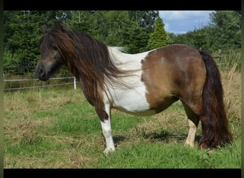 Mini Shetland Pony, Mare, 11 years