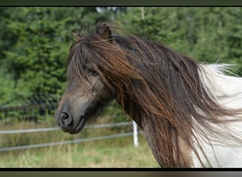 Mini Shetland Pony, Mare, 11 years