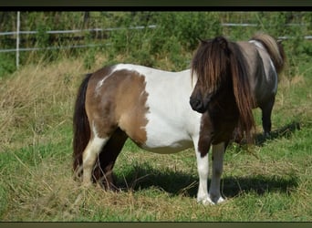 Mini Shetland Pony, Mare, 11 years