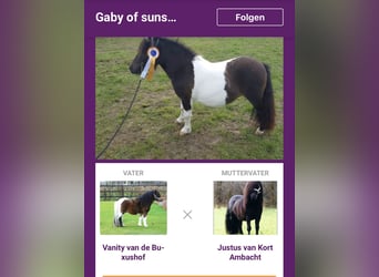 Mini Shetland Pony, Mare, 11 years