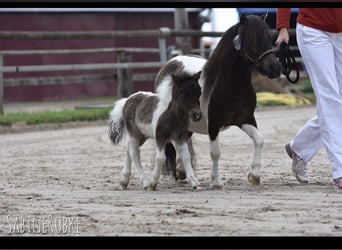 Mini Shetland Pony, Mare, 11 years