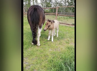 Mini Shetland Pony, Mare, 11 years