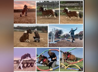 Mini Shetland Pony, Mare, 12 years, 8.1 hh, Pinto Mini Shetland Pony, Mare, 12 years, 8.1 hh, Pinto