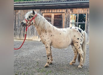 Mini Shetland Pony, Mare, 12 years, 9,1 hh, Leopard-Piebald