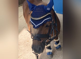 Mini Shetland Pony, Mare, 14 years, 8,1 hh, Chestnut