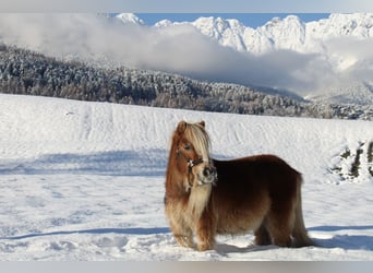 Mini Shetland Pony, Mare, 15 years, 8,2 hh, Chestnut-Red