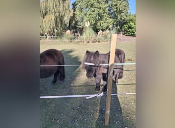 Mini Shetland Pony, Mare, 16 years, 8.1 hh, Smoky-Black