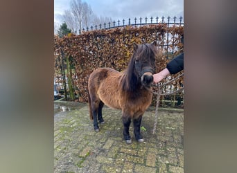 Mini Shetland Pony, Mare, 17 years, 8.3 hh, Bay-Dark
