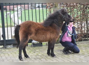 Mini Shetland Pony, Mare, 17 years, 8.3 hh, Bay-Dark