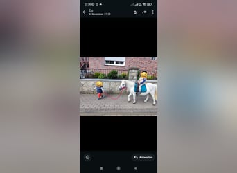 Mini Shetland Pony, Mare, 17 years, 9,1 hh