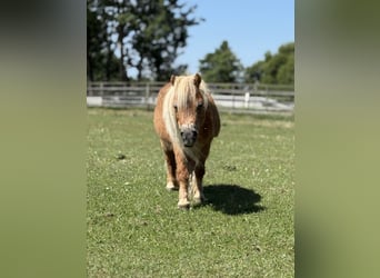 Mini Shetland Pony, Mare, 18 years, 6,3 hh, Chestnut-Red