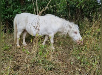 Mini Shetland Pony, Mare, 18 years, Cremello