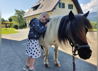 Mini Shetland Pony, Mare, 18 years, Grey-Dark-Tan