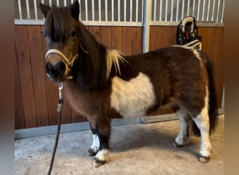 Mini Shetland Pony, Mare, 19 years, 8.1 hh, Pinto