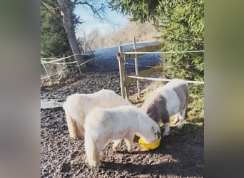 Mini Shetland Pony, Mare, 1 year, 6,3 hh, Palomino