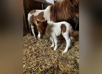 Mini Shetland Pony, Mare, 1 year, 7.1 hh, Pinto