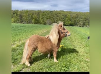 Mini Shetland Pony, Mare, 1 year, 8 hh, Chestnut-Red