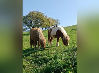 Mini Shetland Pony, Mare, 1 year, 8 hh, Dun