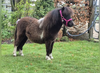Mini Shetland Pony, Mare, 1 year, 8 hh, Pinto