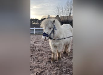 Mini Shetland Pony, Mare, 1 year, Cremello