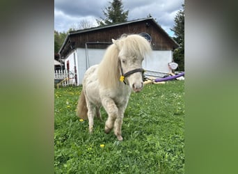 Mini Shetland Pony, Mare, 1 year, Cremello