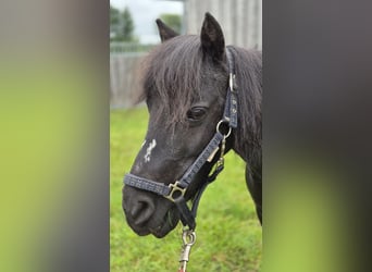 Mini Shetland Pony, Mare, 20 years, 7.3 hh, Black