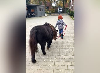 Mini Shetland Pony, Mare, 21 years, 8,1 hh, Black