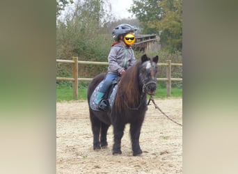 Mini Shetland Pony, Mare, 21 years, 8,1 hh, Black