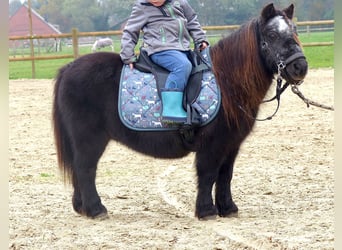 Mini Shetland Pony, Mare, 21 years, 8,1 hh, Black